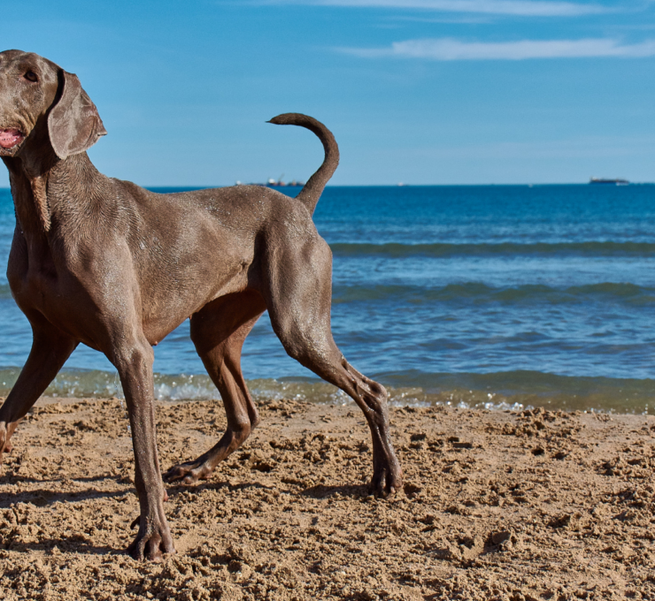 Playas para perros en Málaga
