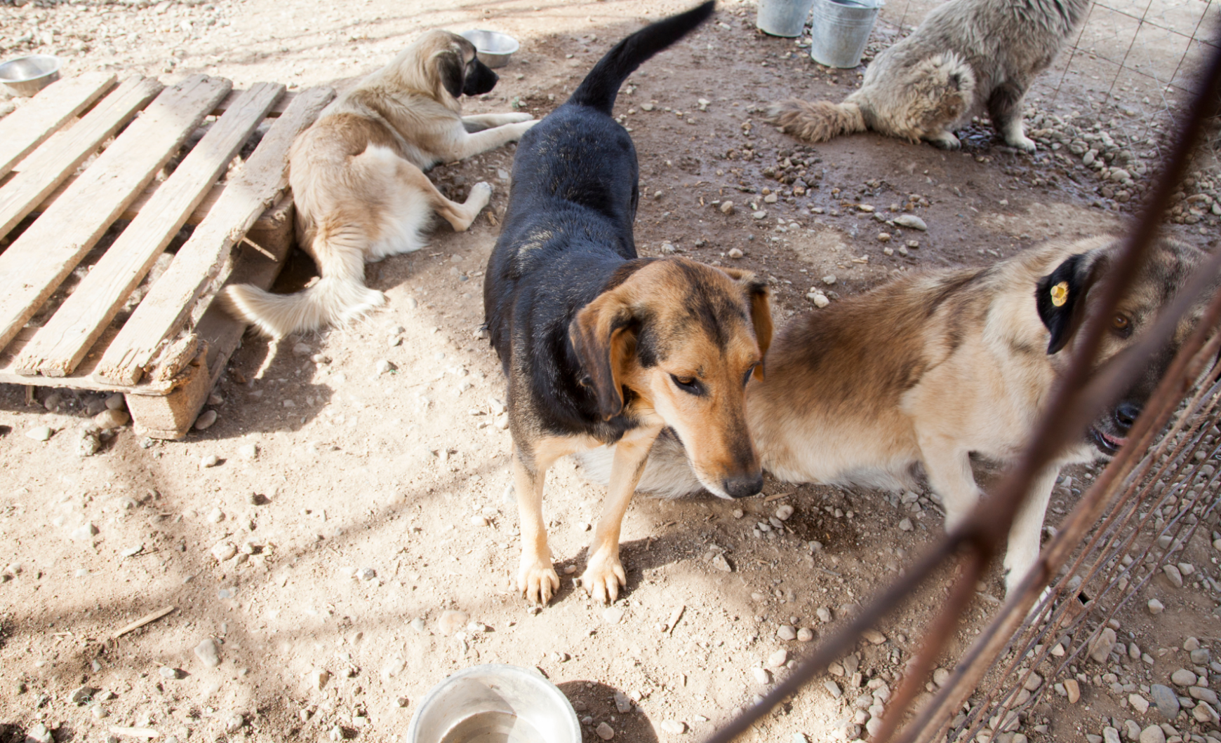Cómo y dónde adoptar perros en Manresa