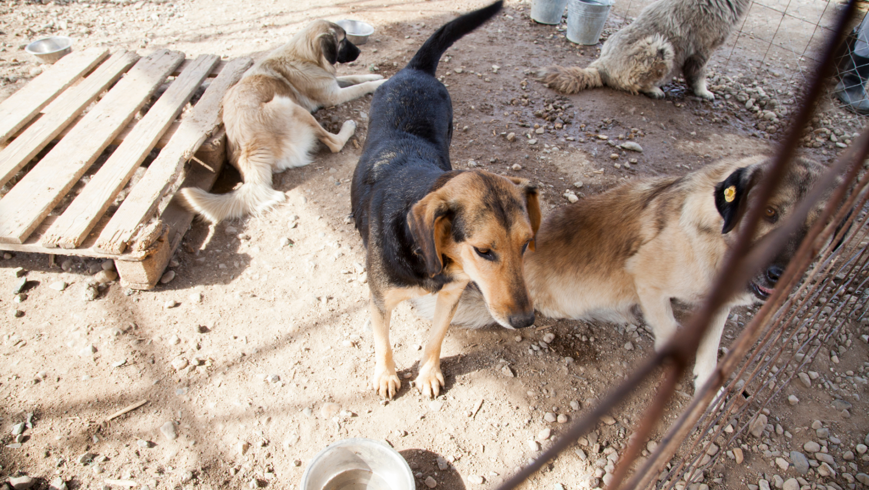 Cómo y dónde adoptar perros en Manresa