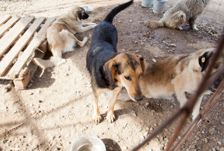 Cómo y dónde adoptar perros en Manresa