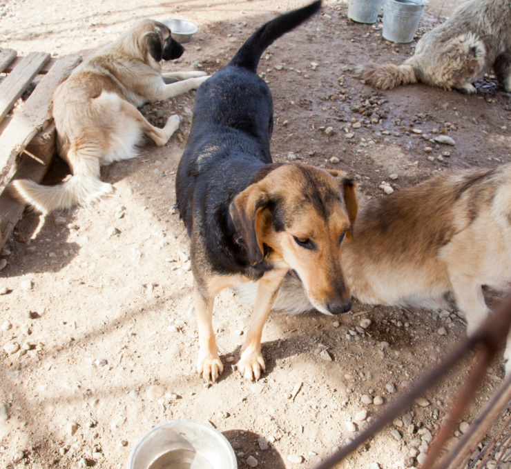 Cómo y dónde adoptar perros en Manresa