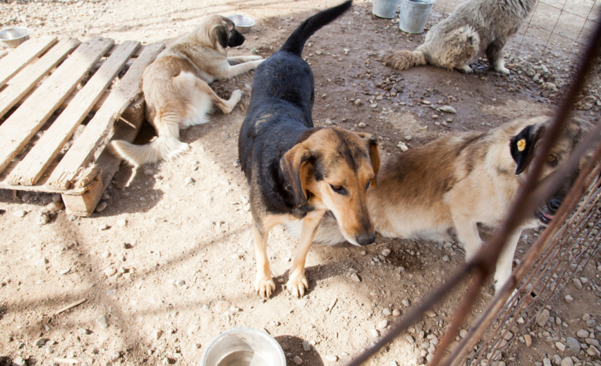 Cómo y dónde adoptar perros en Manresa