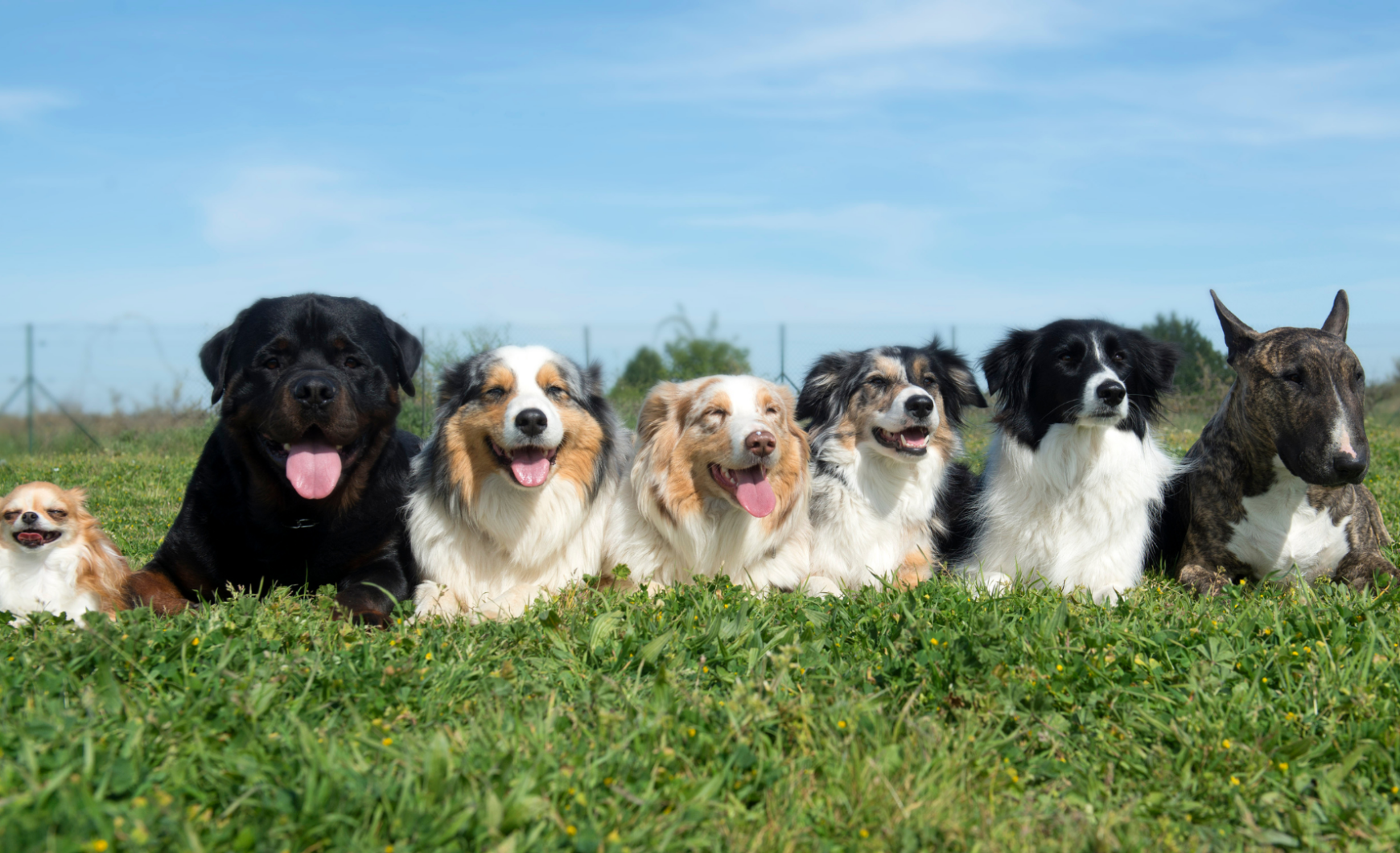 Residencias y hoteles para perros en Bilbao
