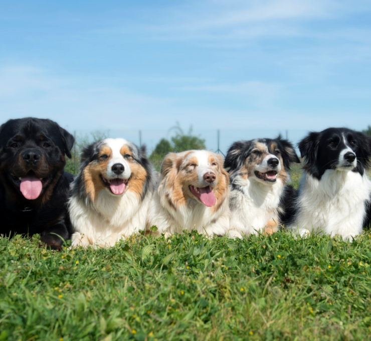 Residencias y hoteles para perros en Bilbao