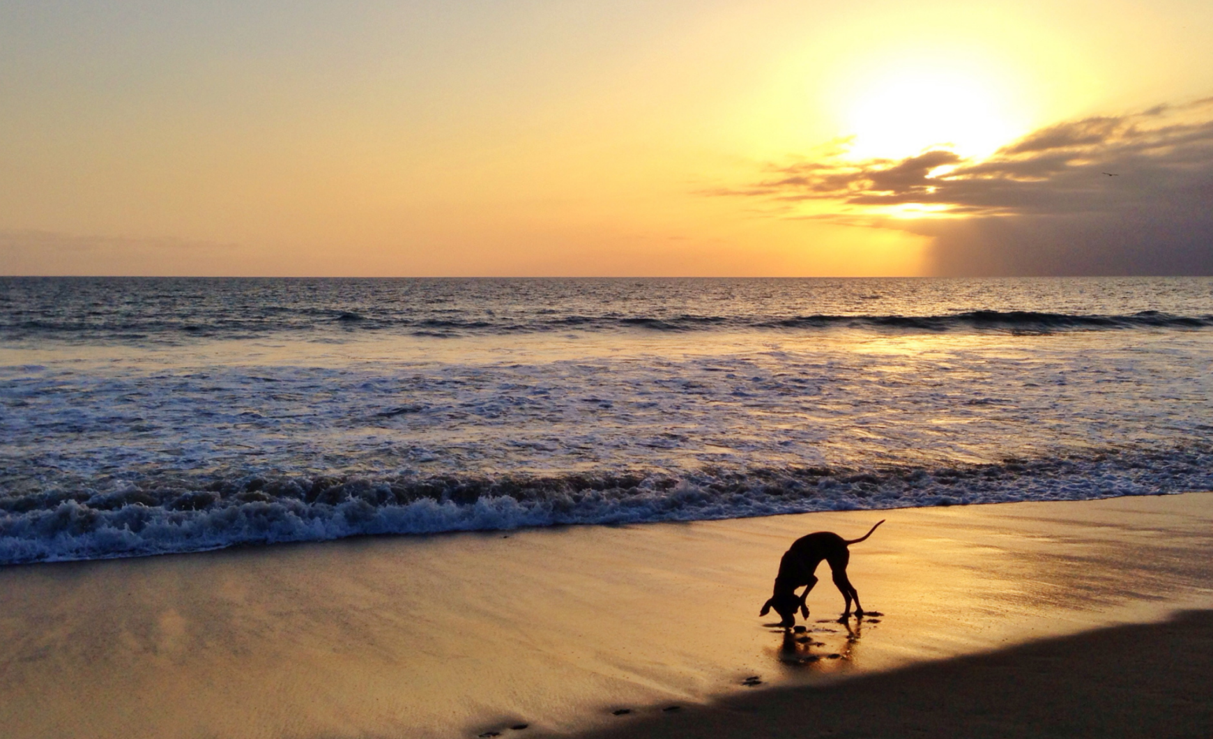 Playas para perros en Cataluña