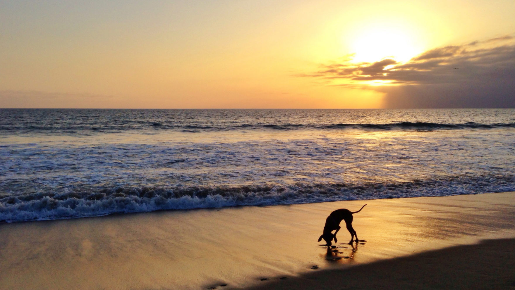 Playas para perros en Cataluña