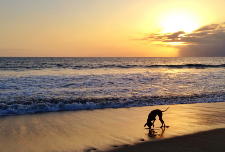 Playas para perros en Cataluña