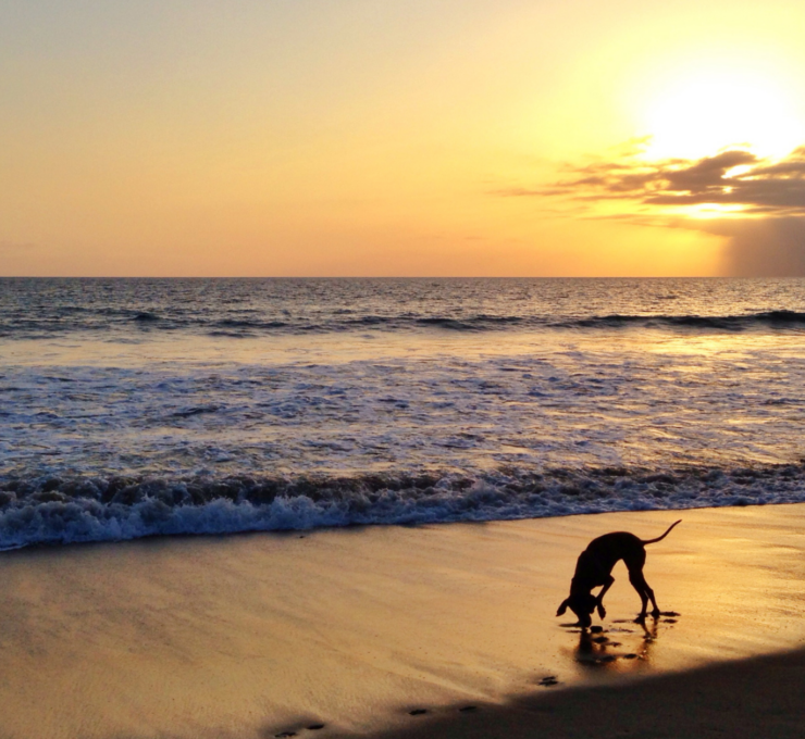 Playas para perros en Cataluña