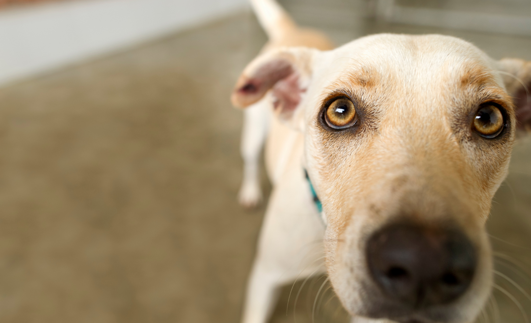 Cómo ser casa de acogida para perros en Barcelona
