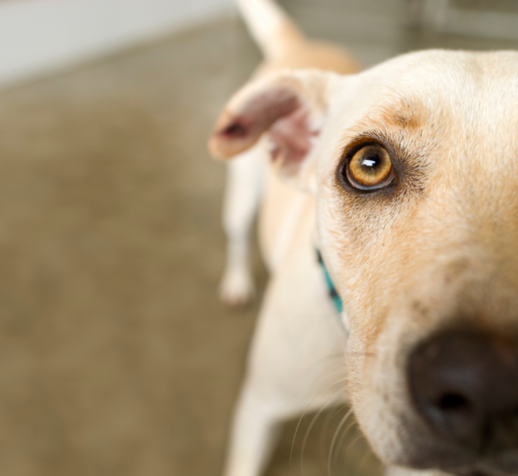 Cómo ser casa de acogida para perros en Barcelona