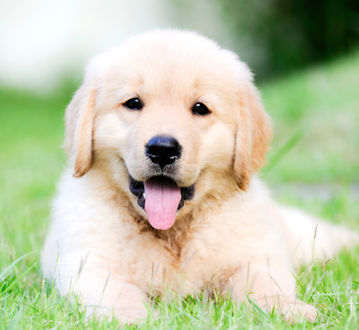 Cómo y dónde adoptar un perro en Madrid