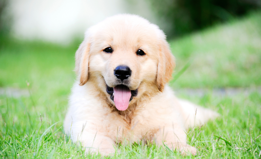 Cómo y dónde adoptar un perro en Madrid