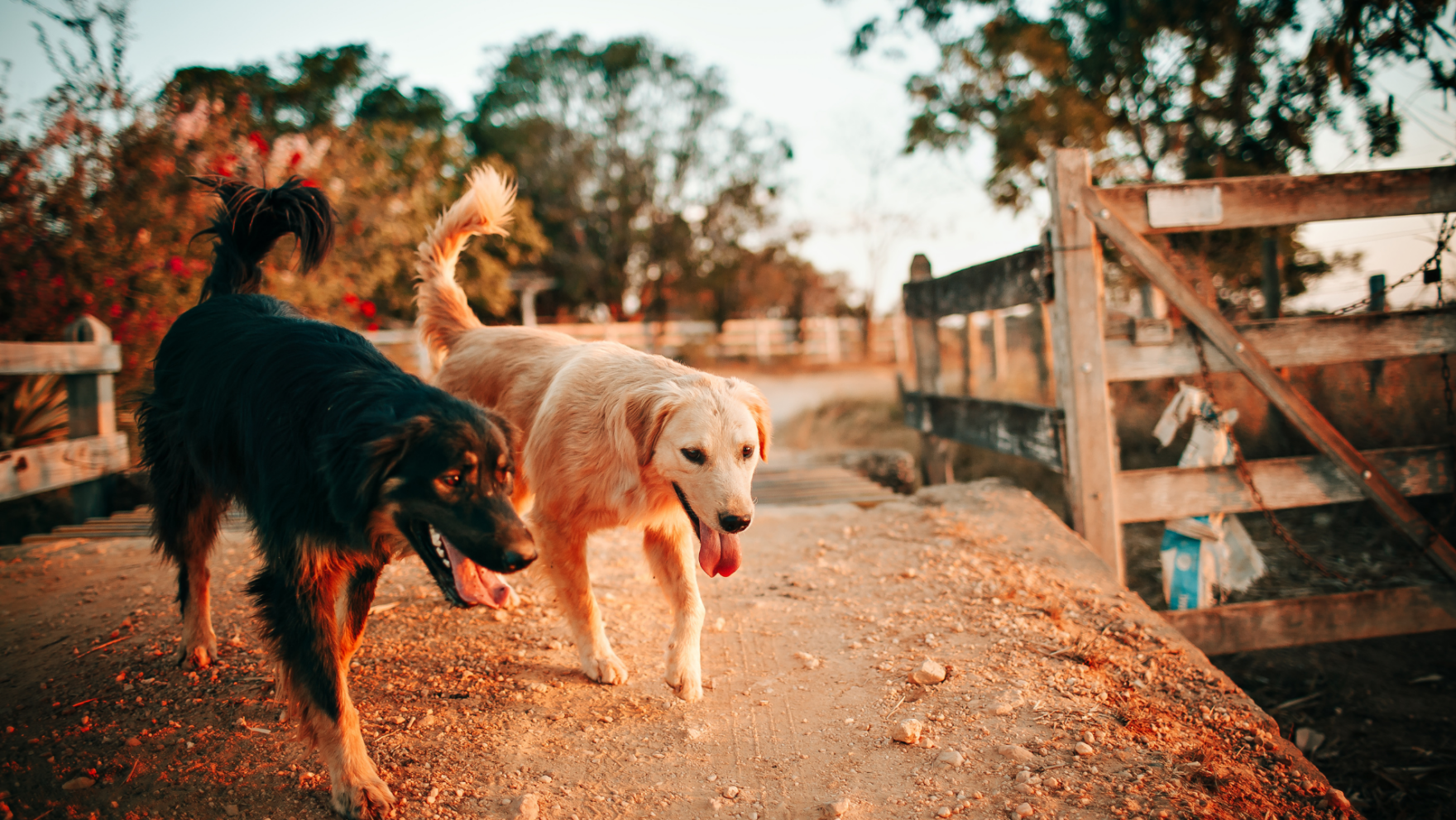 Residencias caninas en Cartagena