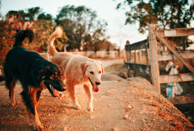 Residencias caninas en Cartagena