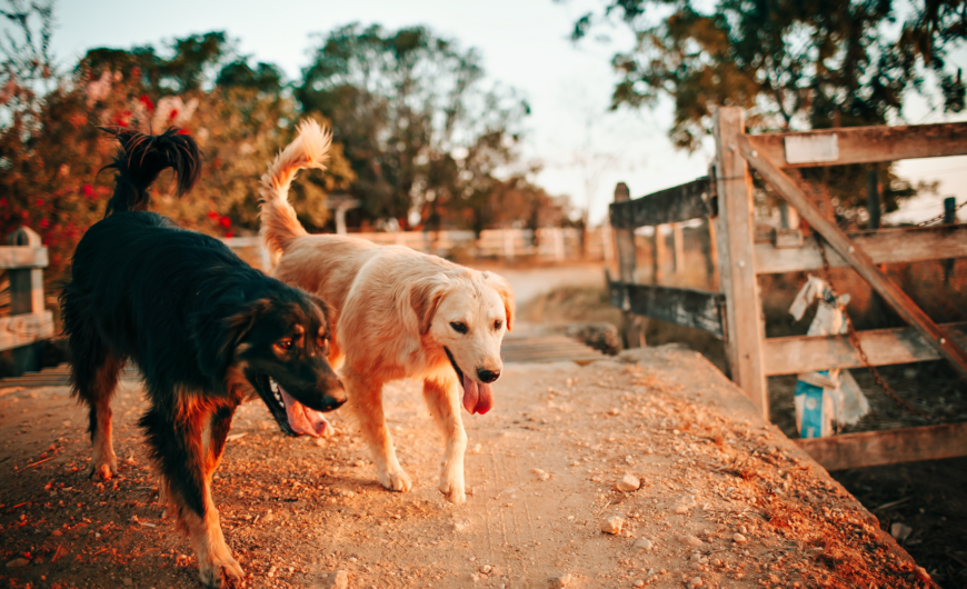 Residencias caninas en Cartagena