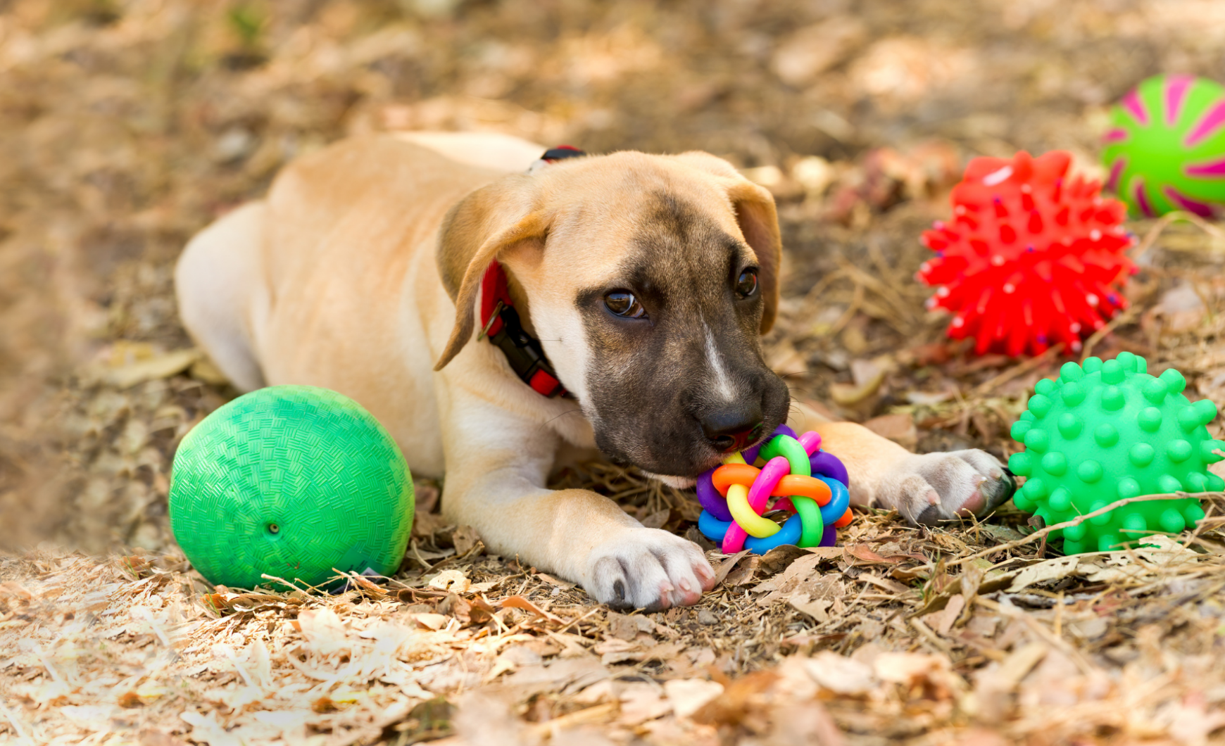 Tiendas para animales en Bilbao