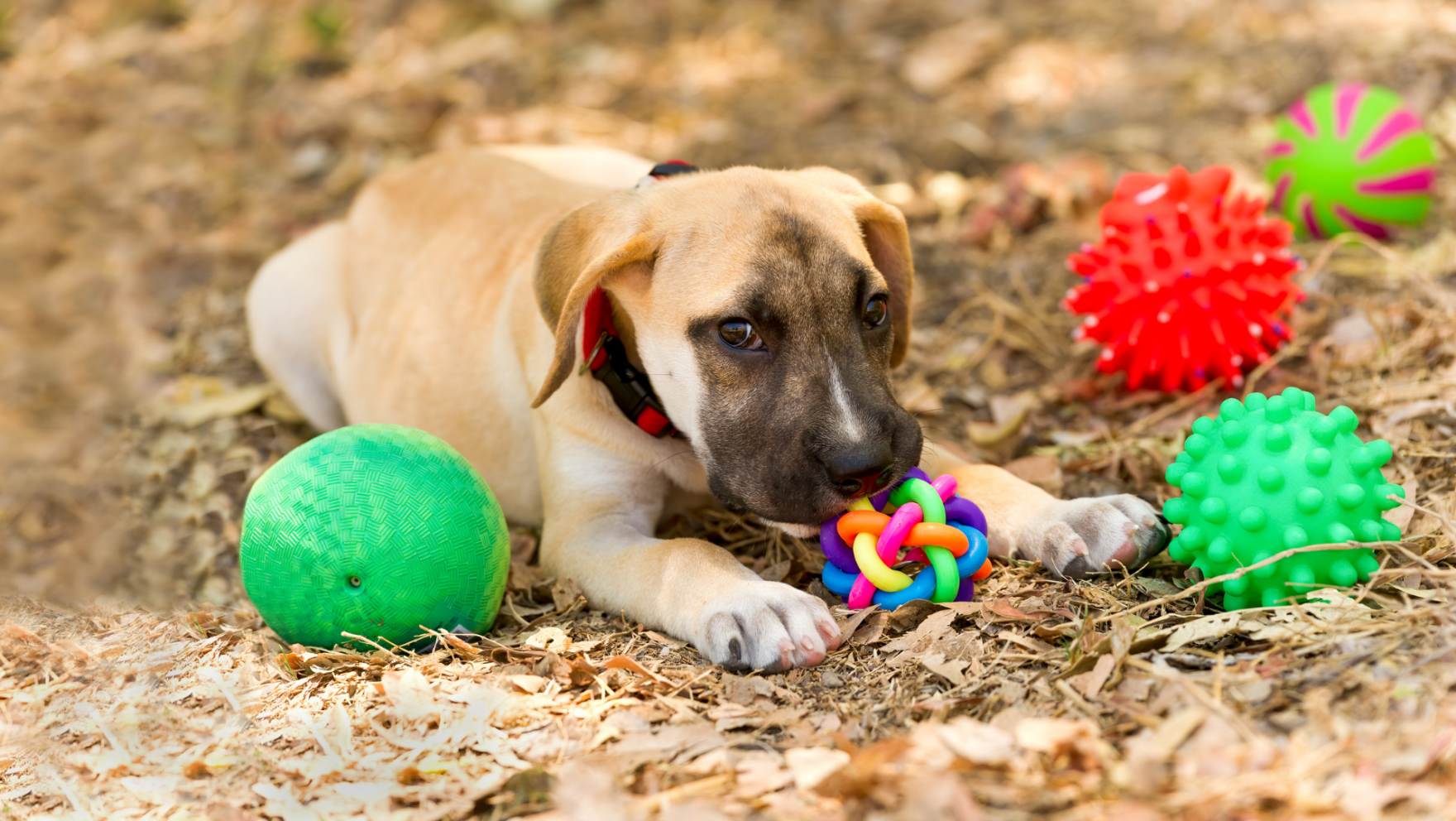 Tiendas para animales en Bilbao