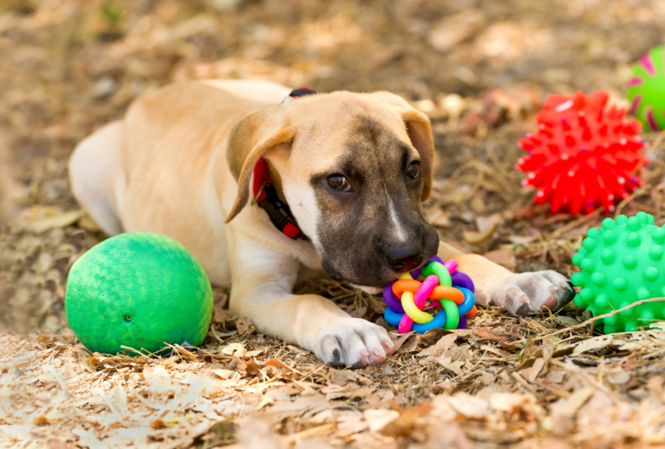 Tiendas para animales en Bilbao