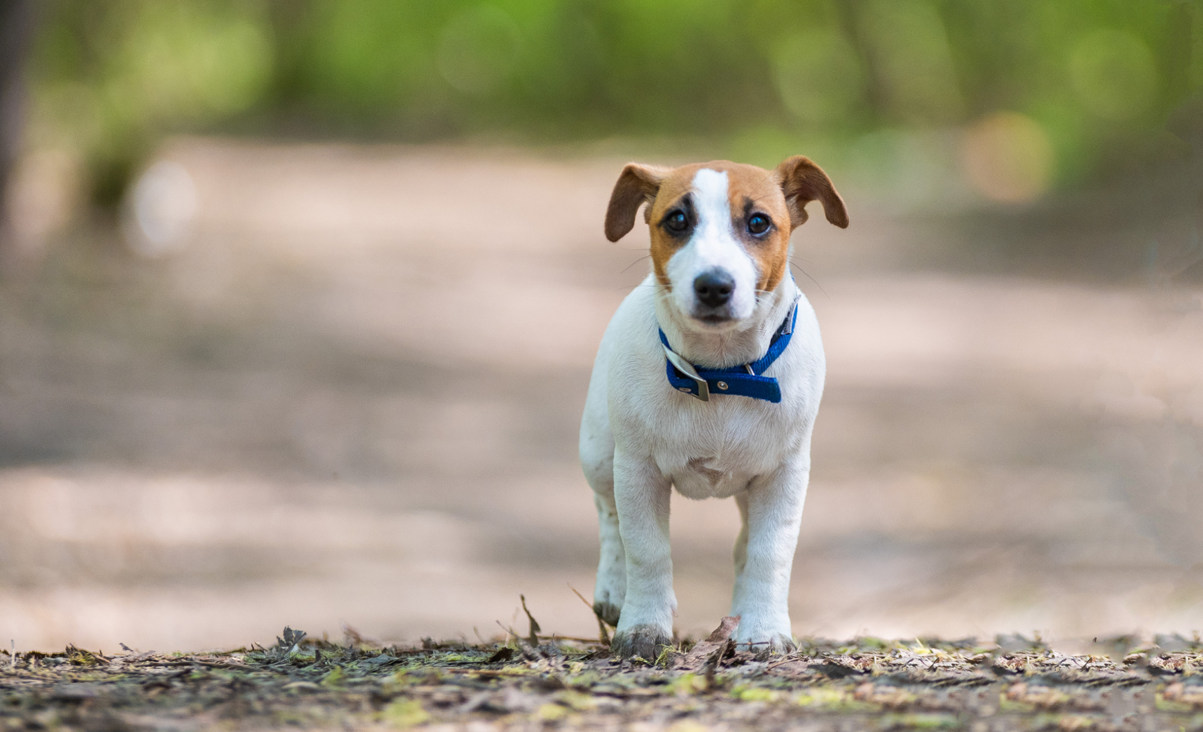 Cómo y dónde encontrar perros perdidos en A Coruña