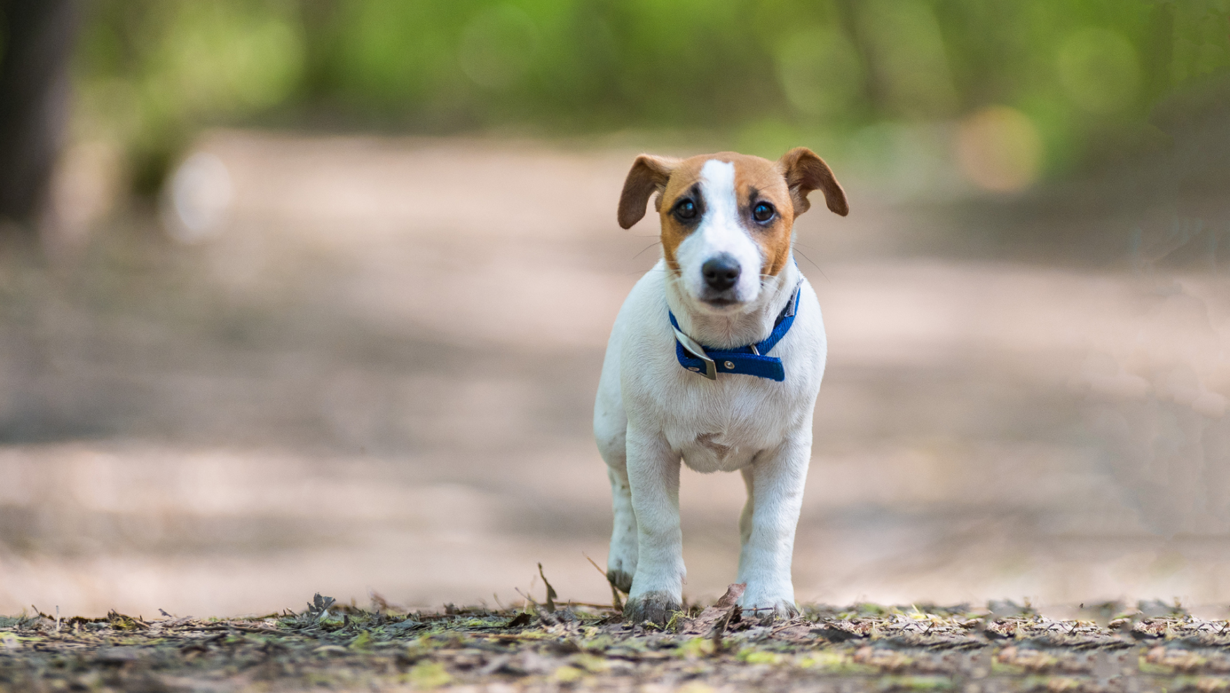 Cómo y dónde encontrar perros perdidos en A Coruña