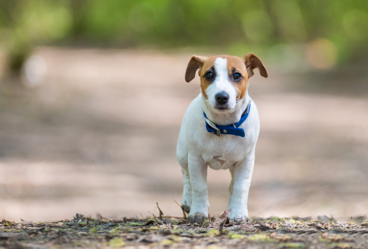 Cómo y dónde encontrar perros perdidos en A Coruña