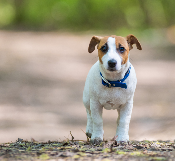 Cómo y dónde encontrar perros perdidos en A Coruña