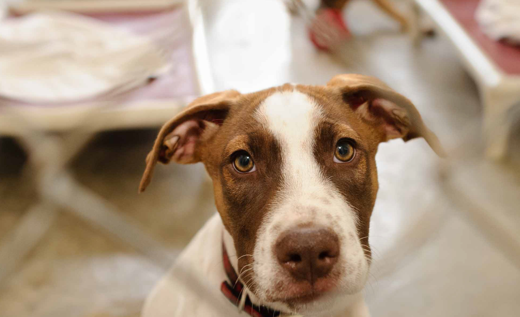 Cómo y dónde adoptar un perro en A Coruña