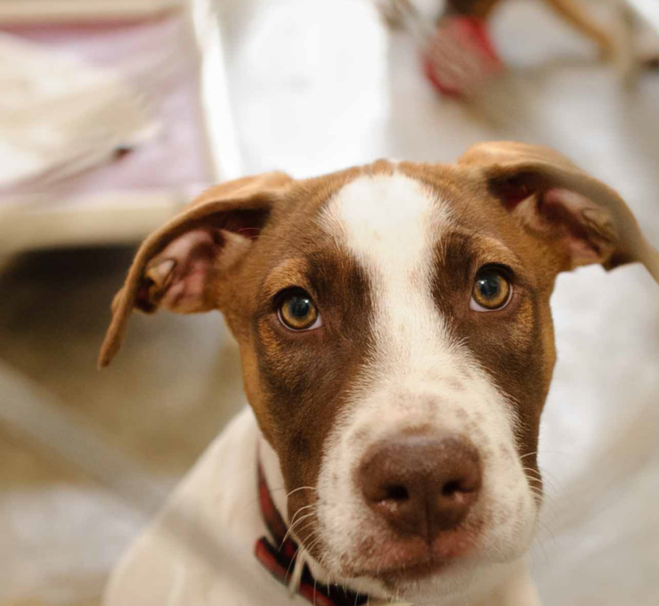 Cómo y dónde adoptar un perro en A Coruña