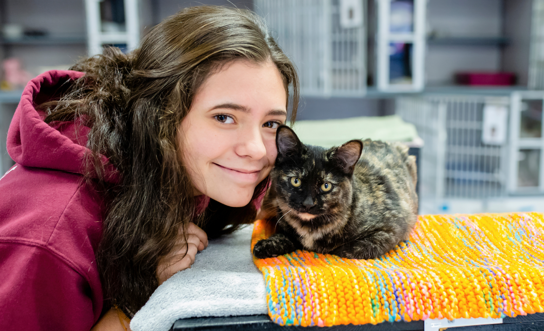 Cómo y dónde adoptar gatos en Murcia