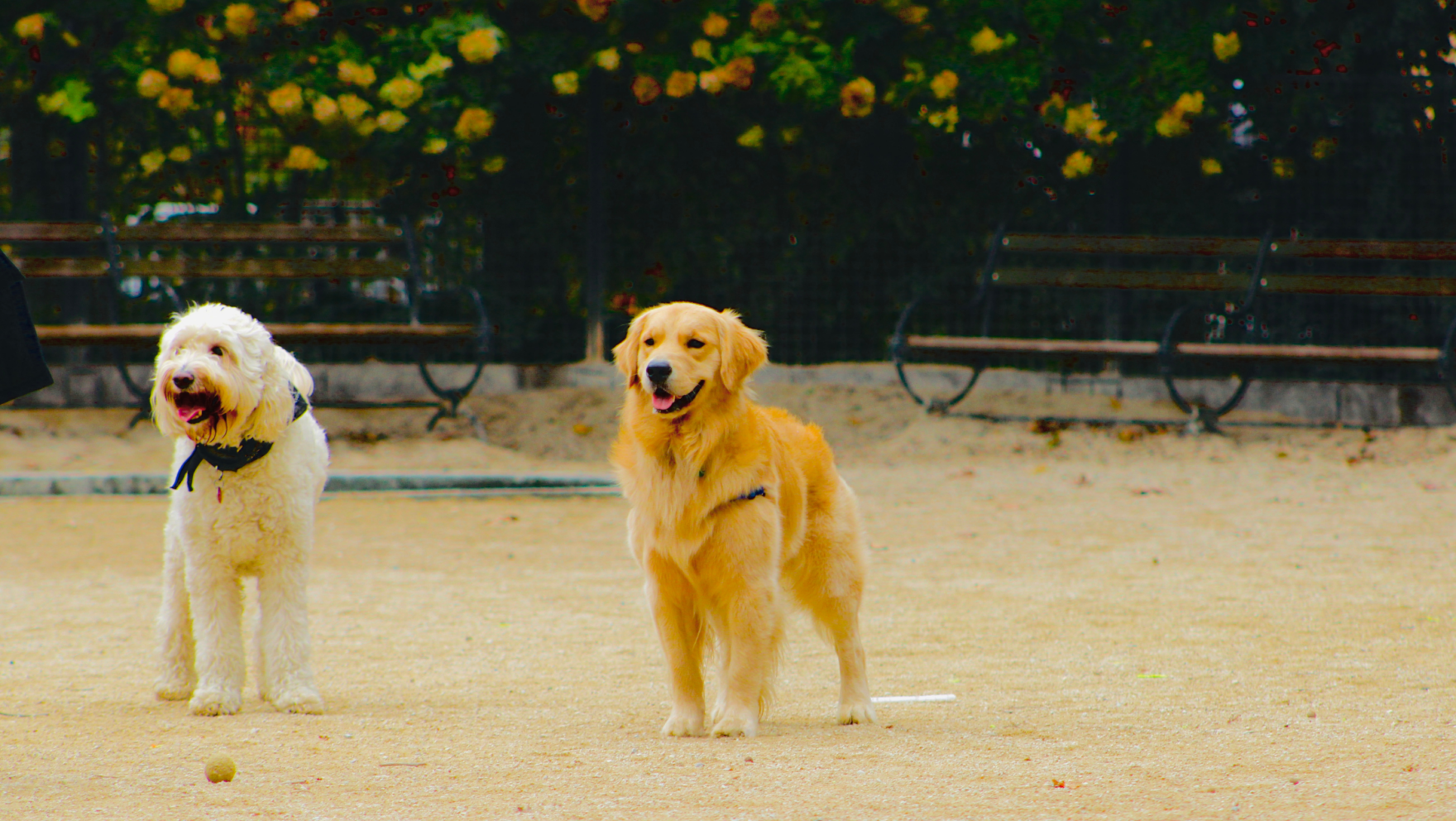 Parques para perros en Málaga