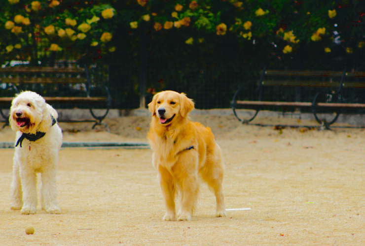 Parques para perros en Málaga