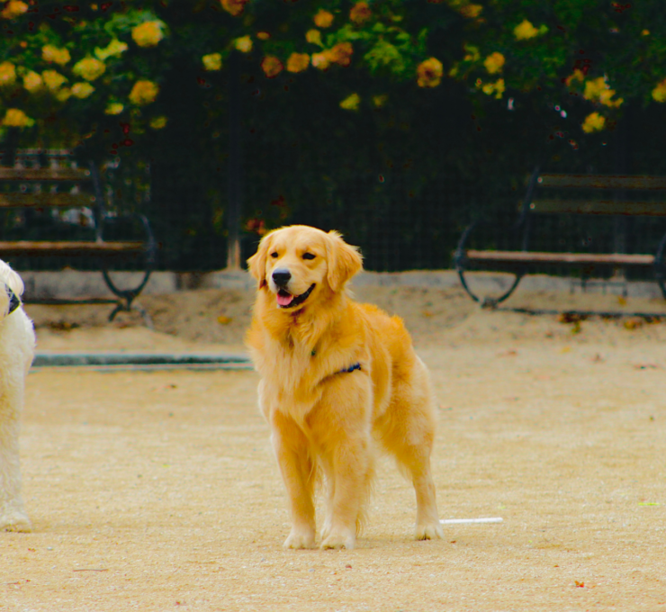 Parques para perros en Málaga