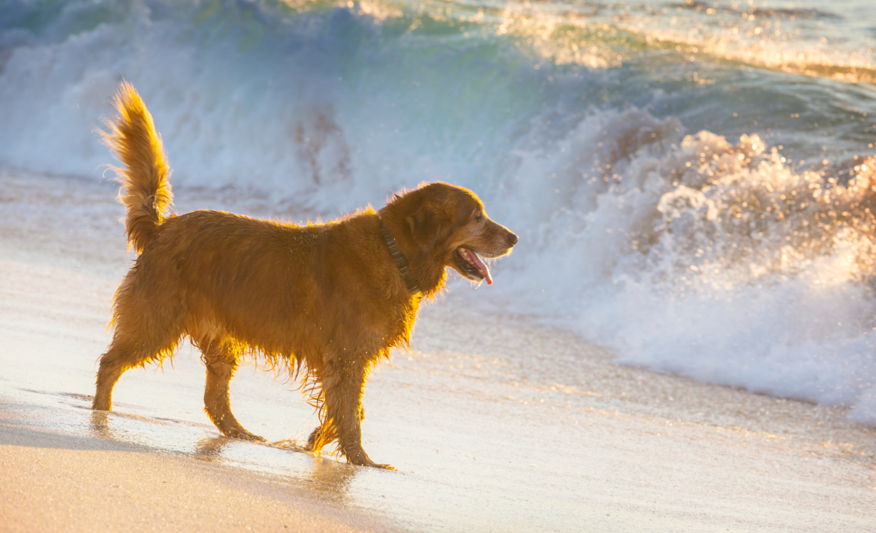 Playas para perros en Murcia