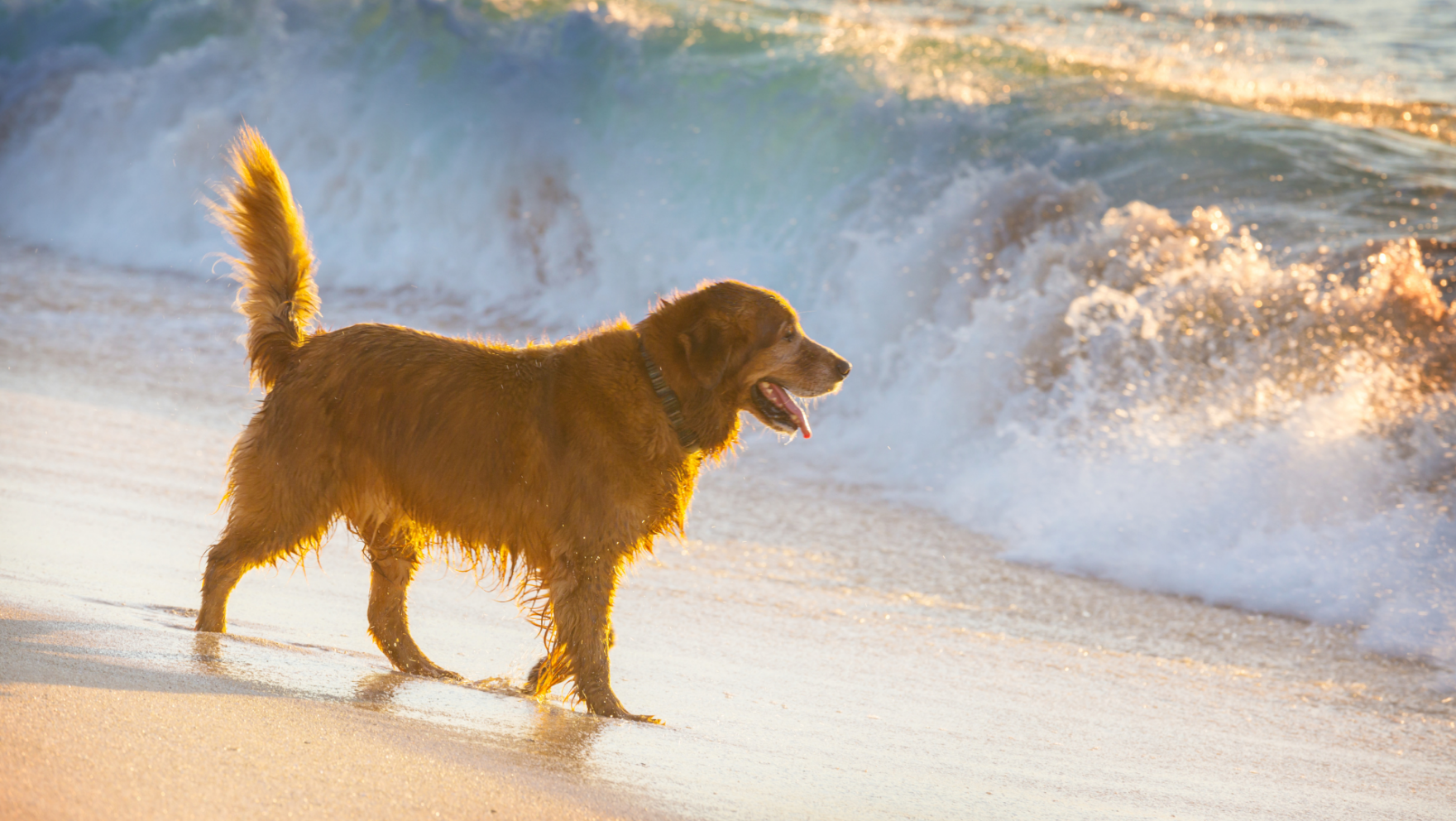 Playas para perros en Murcia