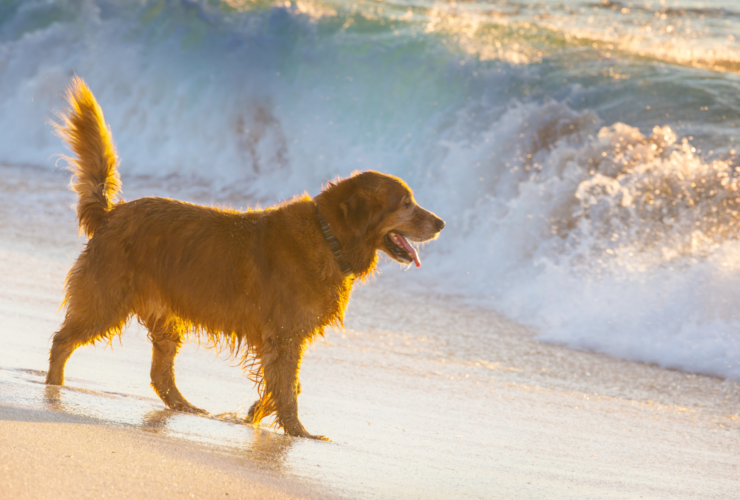 Playas para perros en Murcia