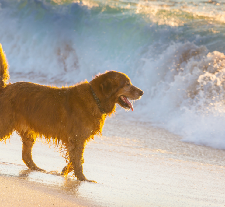 Playas para perros en Murcia