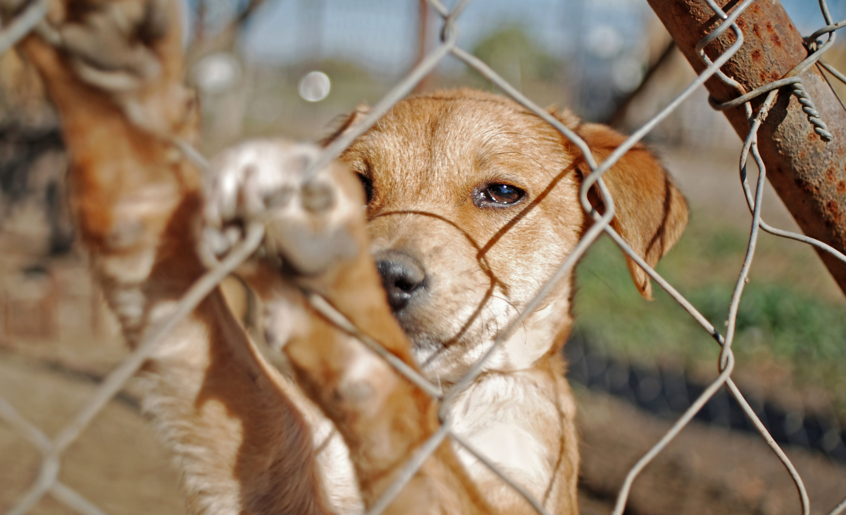 Cómo y dónde adoptar un perro en Vélez-Málaga