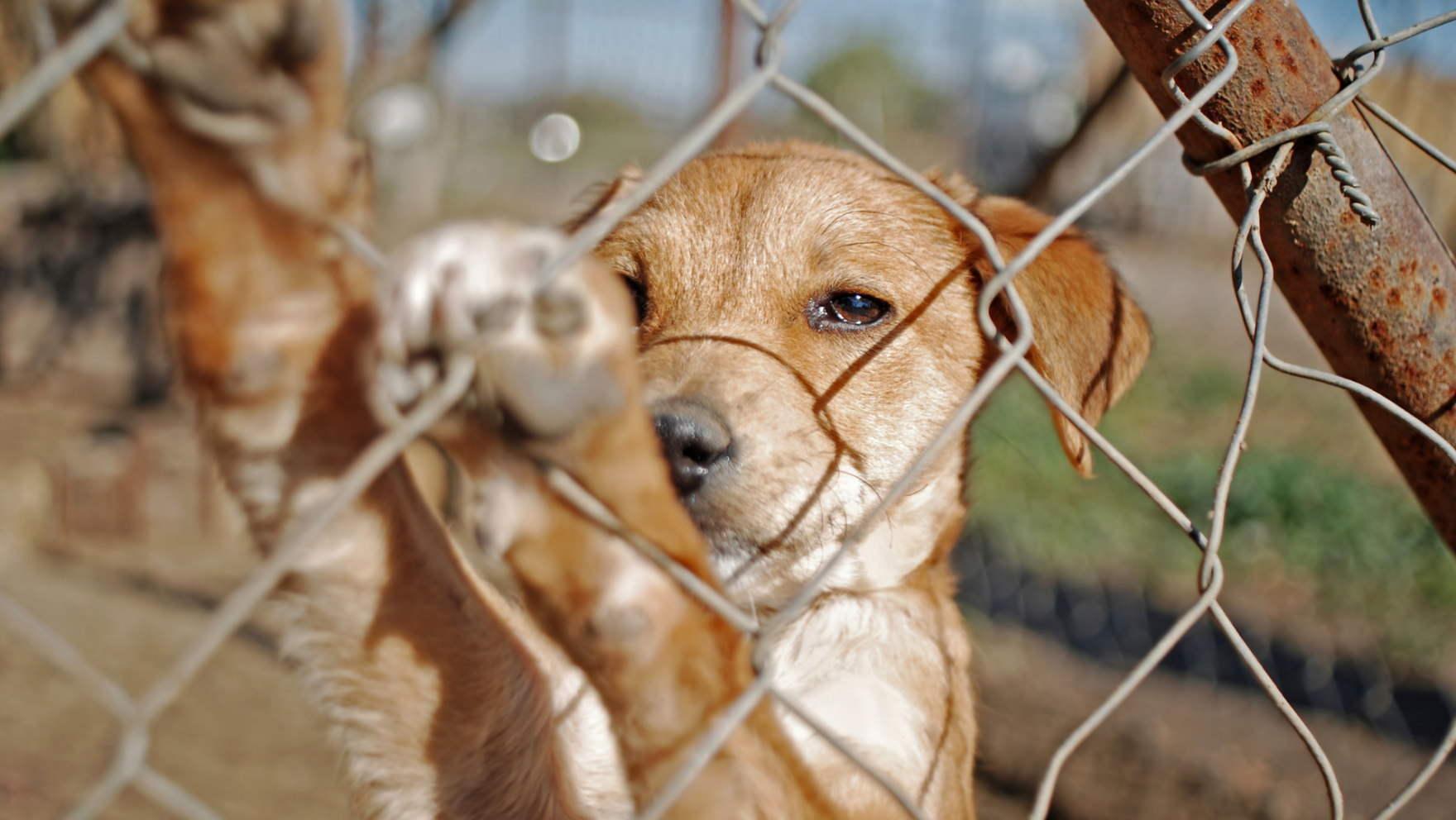 Cómo y dónde adoptar un perro en Vélez-Málaga