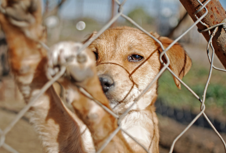 Cómo y dónde adoptar un perro en Vélez-Málaga