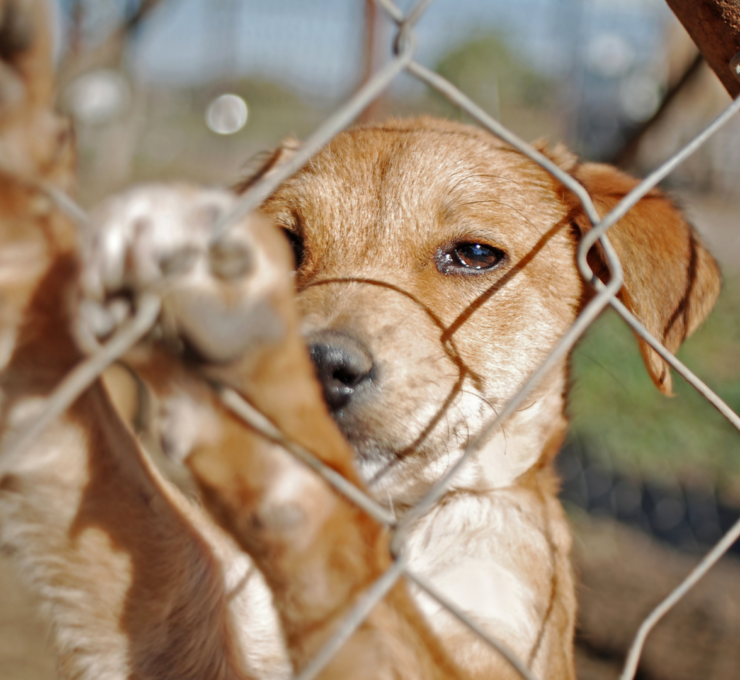 Cómo y dónde adoptar un perro en Vélez-Málaga
