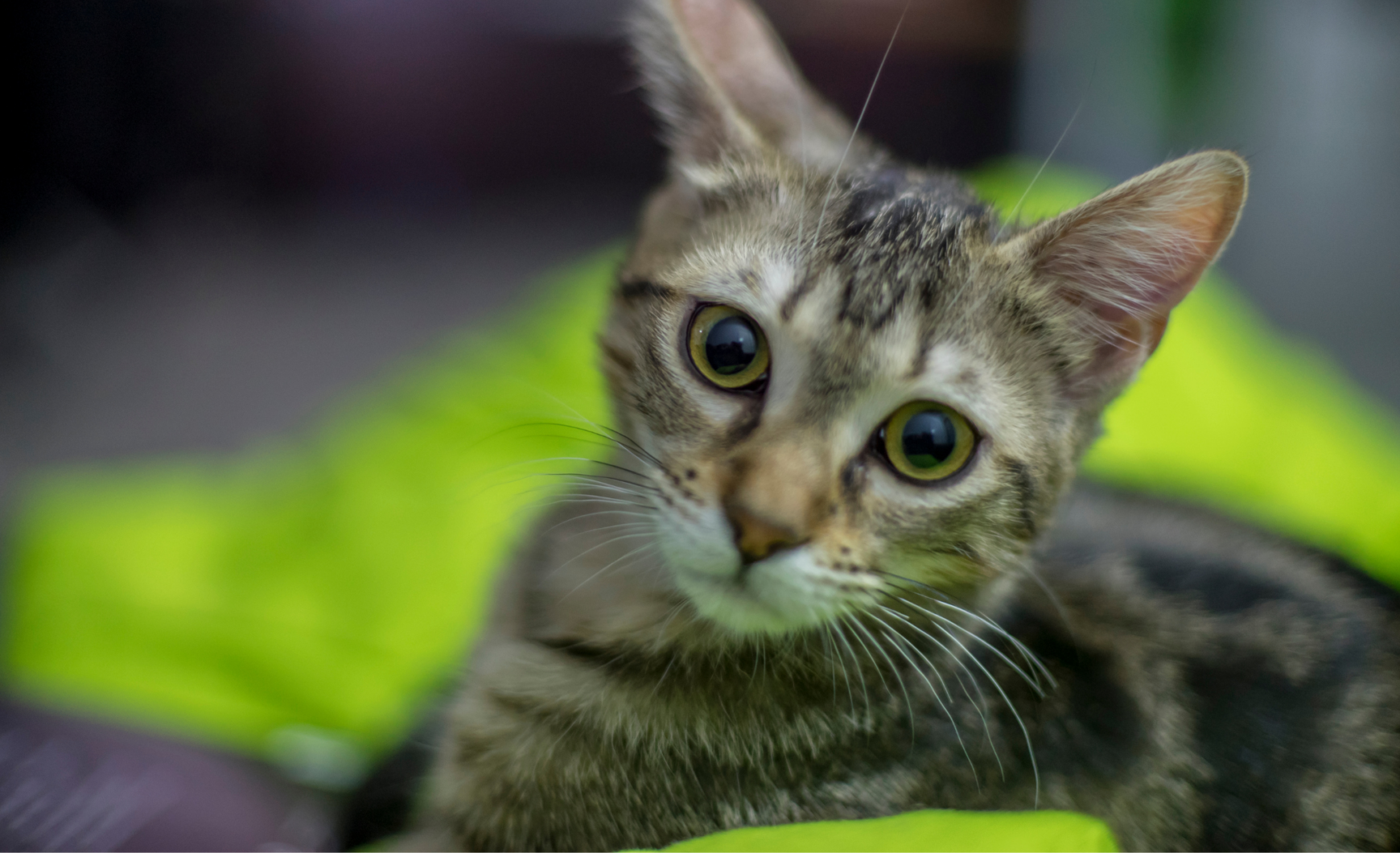 Cómo y dónde adoptar gatos en Asturias