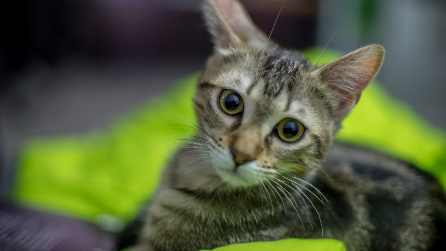 Cómo y dónde adoptar gatos en Asturias