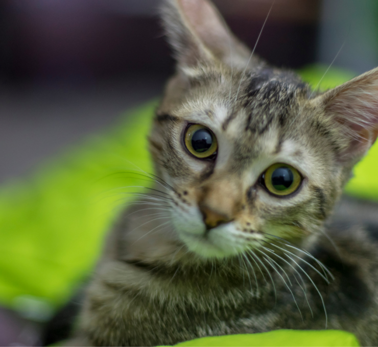 Cómo y dónde adoptar gatos en Asturias