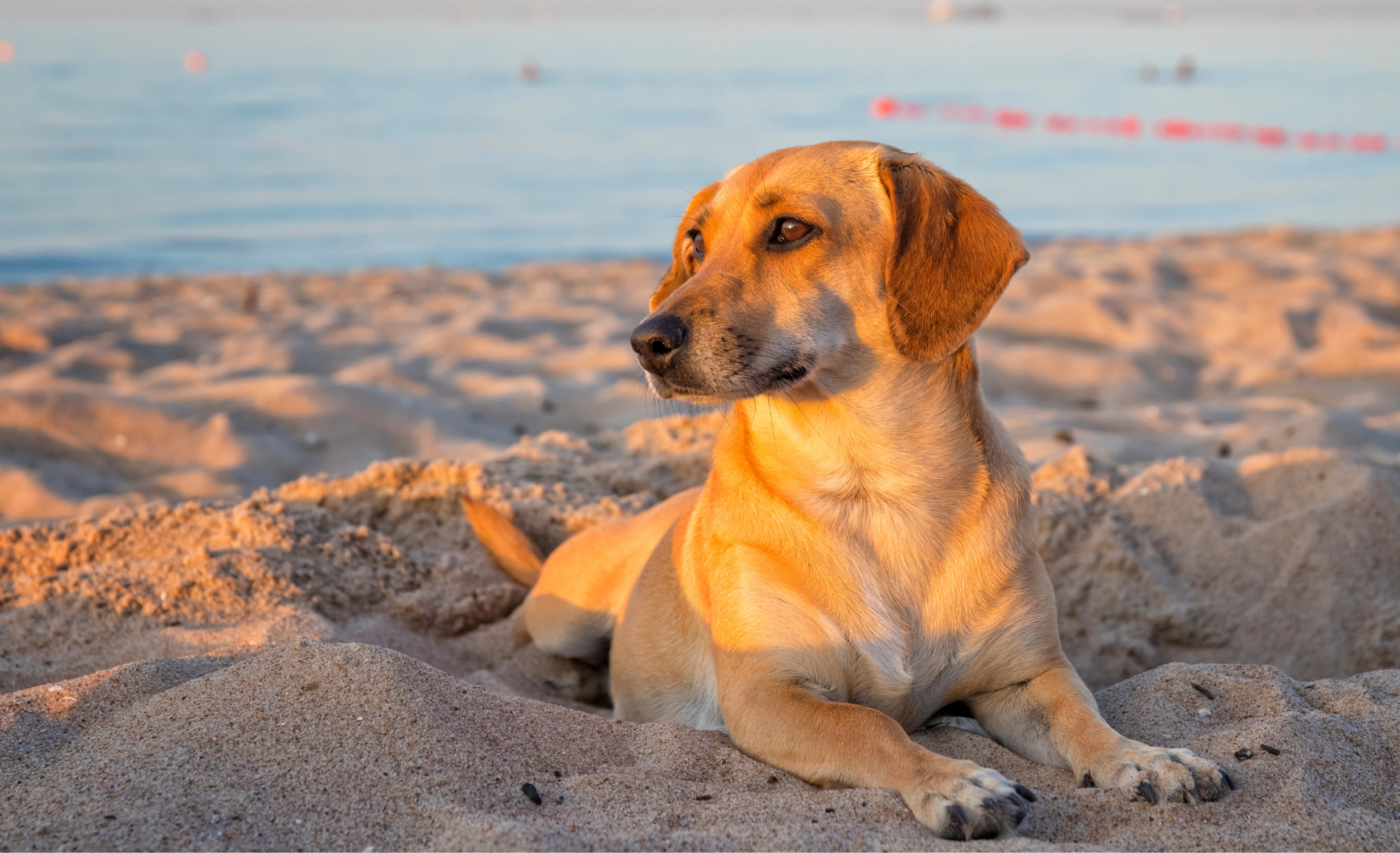 Playas para perros en Asturias