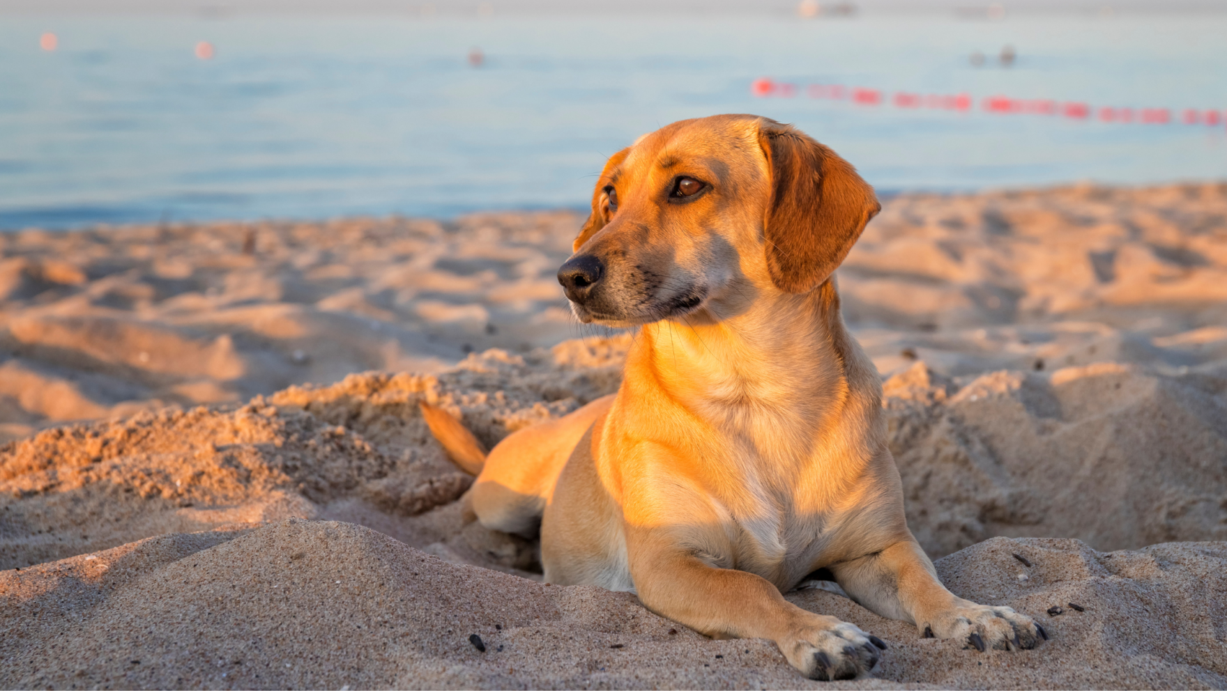 Playas para perros en Asturias