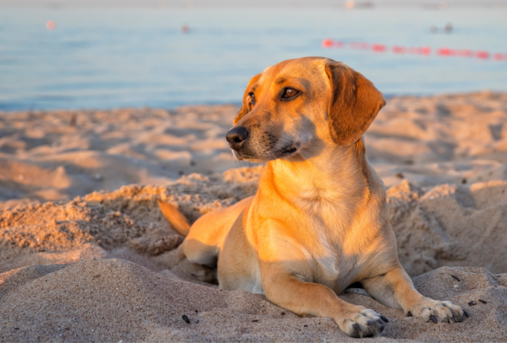 Playas para perros en Asturias