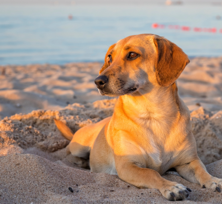 Playas para perros en Asturias