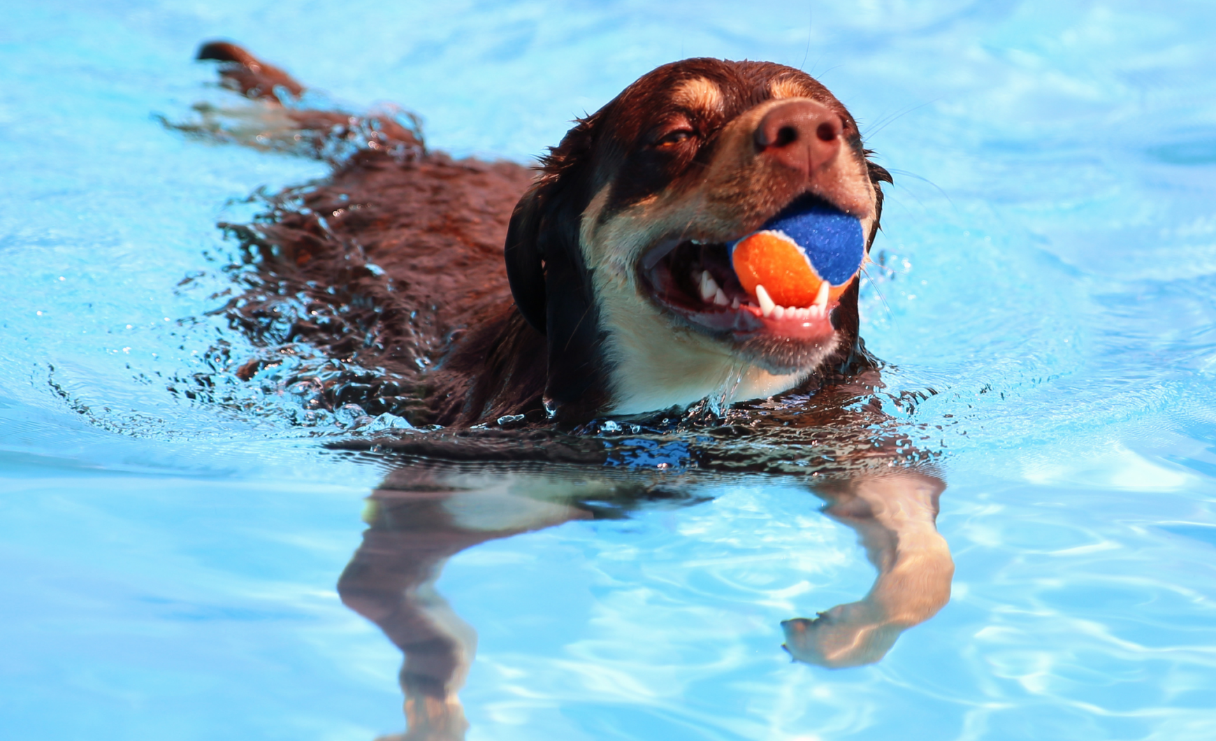 Piscinas para ir con perros en Madrid