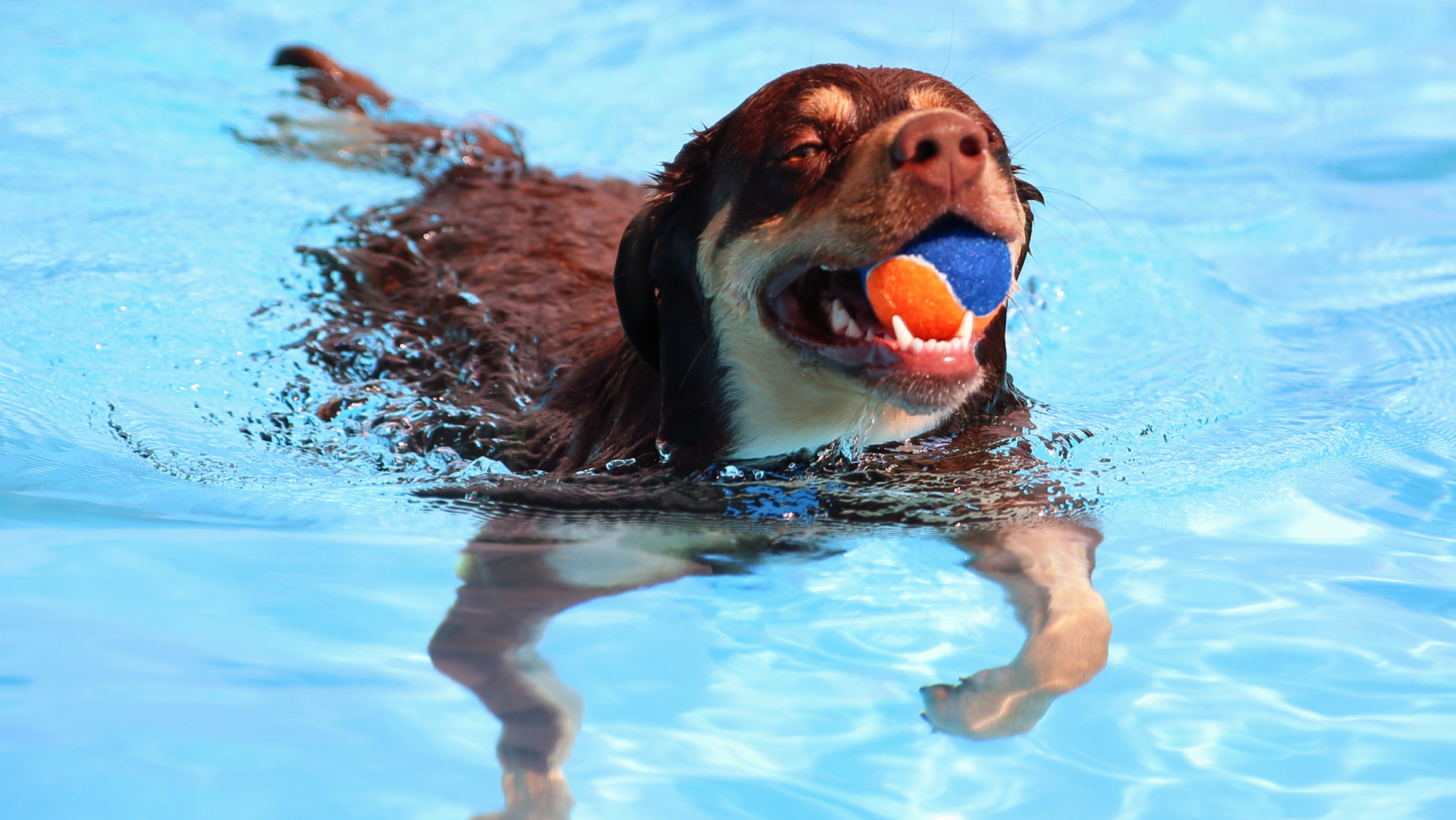 Piscinas para ir con perros en Madrid