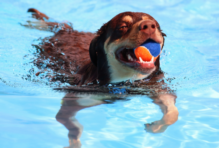 Piscinas para ir con perros en Madrid